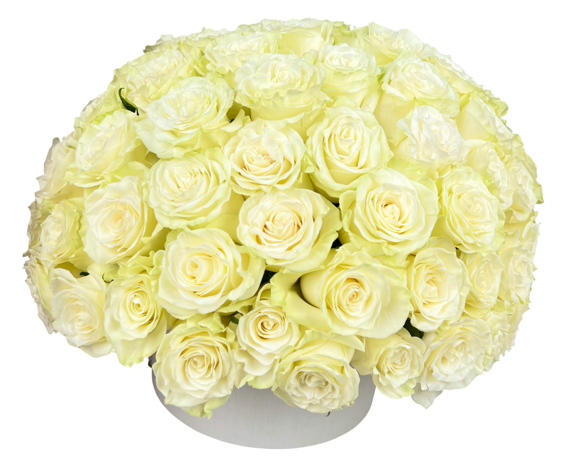 Ivory Elegance